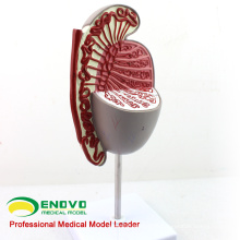 UROLOGY09(12429) Genito-Urinary System Testis Model for Medical Science Study